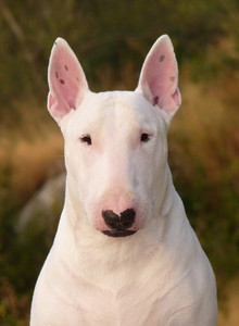 motorstrong My Photos photo 13585545