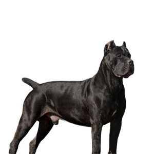 I have dog