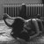 Fallen_angels
