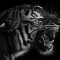 Lord-one-