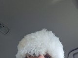 Alexxx (38, White Cam Boy) performing creampie.