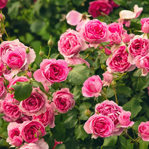 Some roses