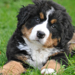 PUPPY