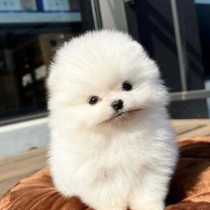 Spitz