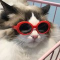 Cool-Cat-