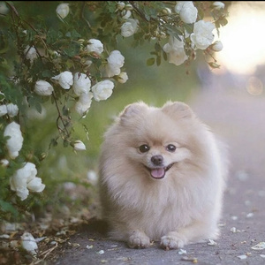 Tiny little thing
