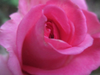 Любимые цветы