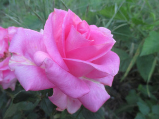 Мои любимые цветы