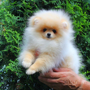 Puppy