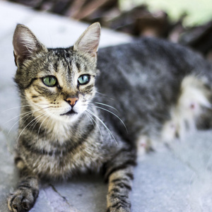 Build an animal shelter