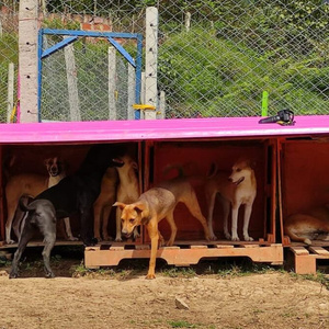 street dog foundation.