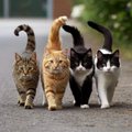 Lucky_Cat
