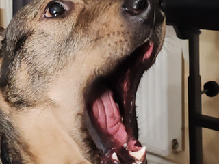 Котики песики