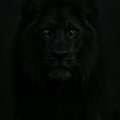 Lion_I