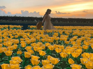 Sunshine in petals🌻