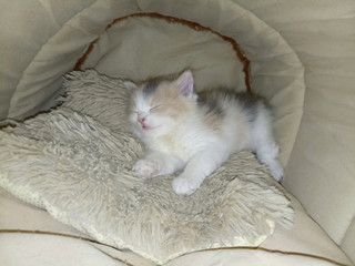 Мои котята 🐱 🐱🐱