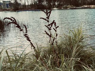 🧚🏽‍♀️🌾