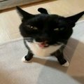 Dudukka