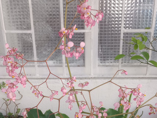 A flower in the concrete