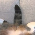 lapkaa