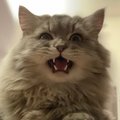 Smetanka123