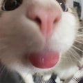 meow0meow