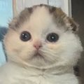 hiiicutie