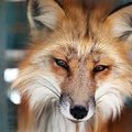 LilFoxyy