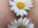 My daisies album