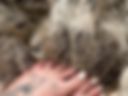 FEET