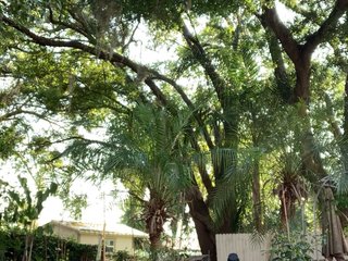 adrianna_fox Porn Show