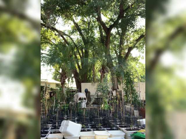 adrianna_fox cam belle