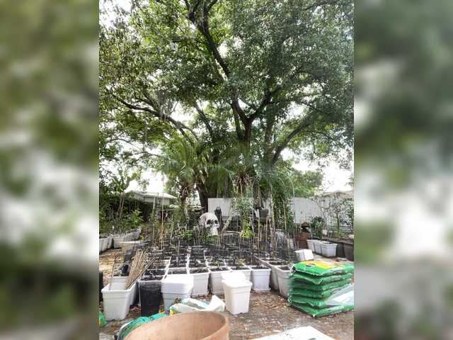 adrianna_fox's BongaCams show and profile