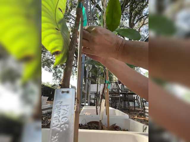 adrianna_fox live sex