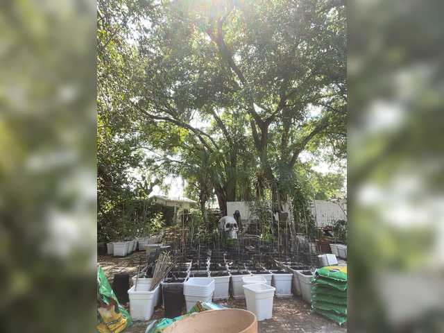 adrianna_fox's BongaCams show and profile