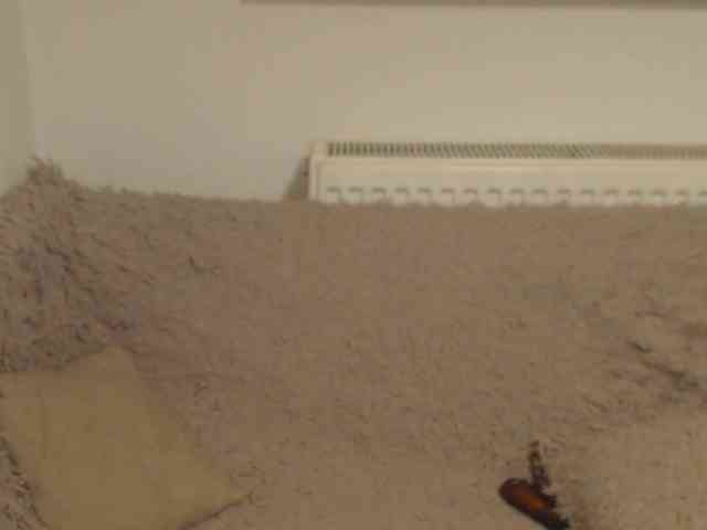 EdenaVega webcam