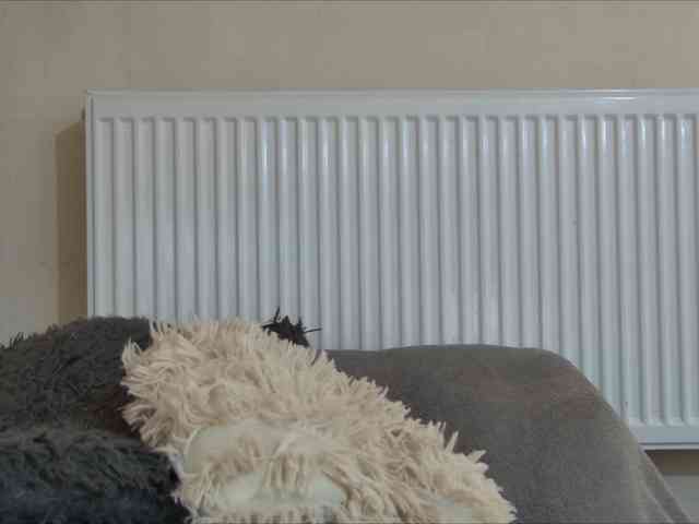 curvyana webcam