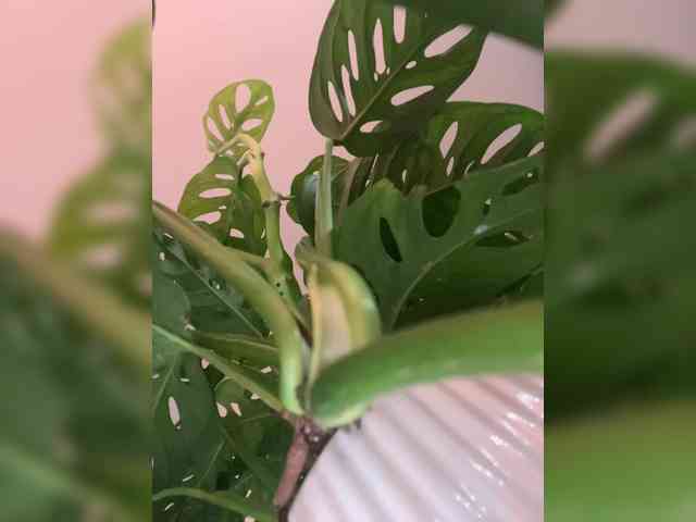 sallyeleins bongacams