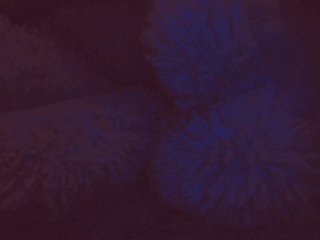 belleblondx Porn Show