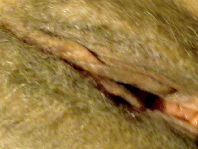 Frummi webcam
