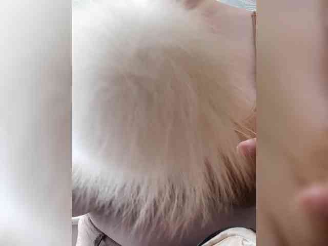 kittywithbig webcam
