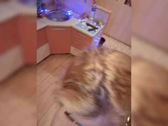 Pretty_NYUSHA webcam