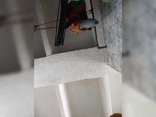 Duramapola's BongaCams show and profile