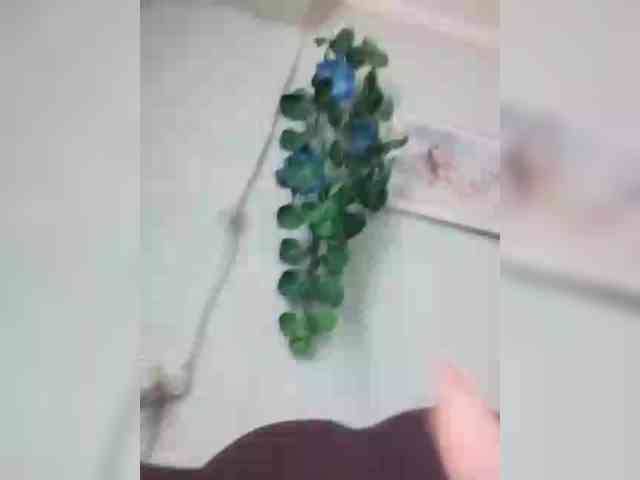 MerellinFicus webcam