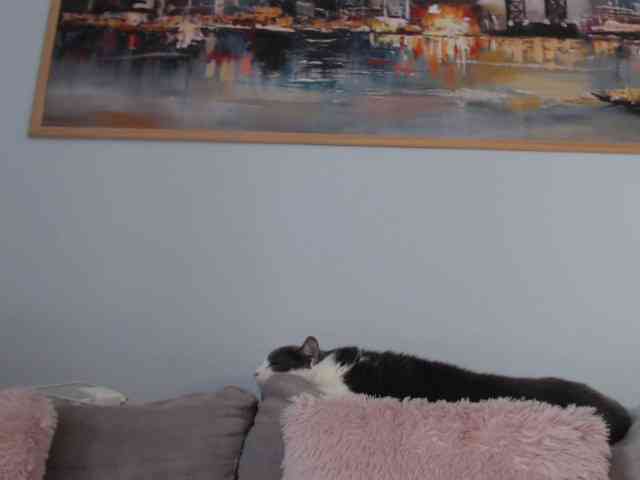 cleophee webcam