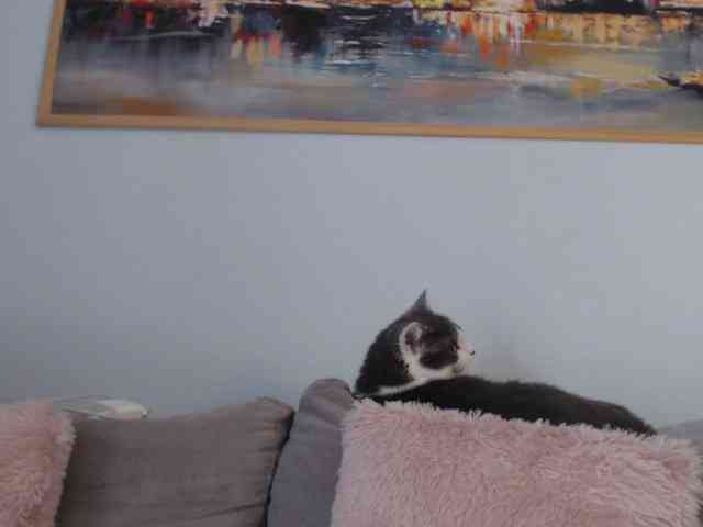 cleophee webcam