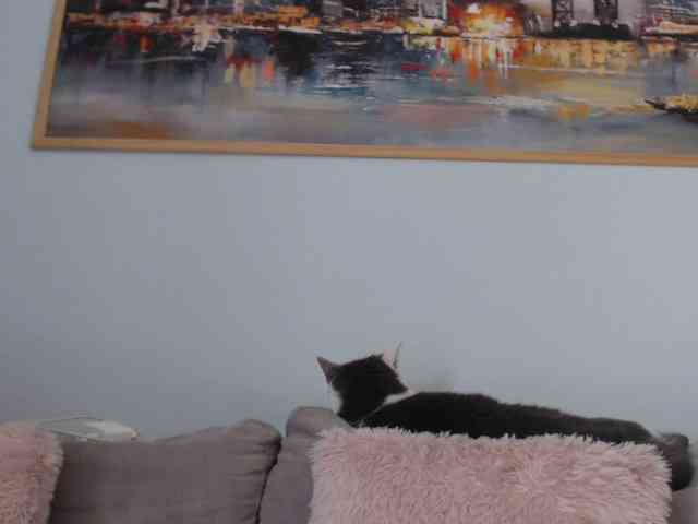 cleophee webcam