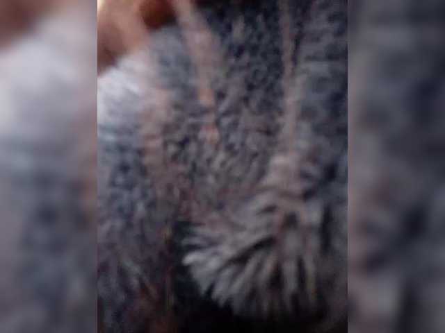 totodasha's BongaCams show and profile