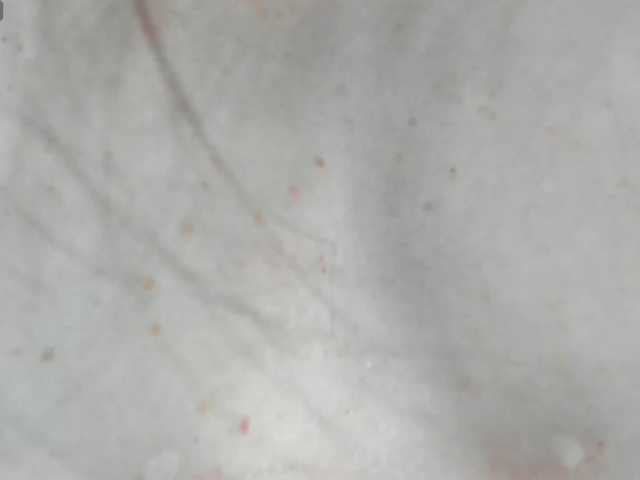 Preview of firstmaja