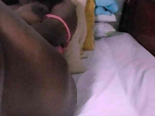 Lucypalmax webcam